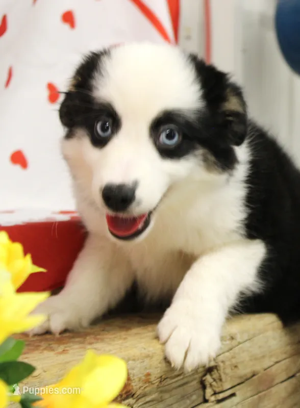 DIXIE-BLUE EYES ASDR