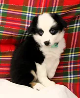 DIXIE-BLUE EYES ASDR, a female Miniature Australian Shepherd for sale in Bells, TX – Photo 5 of 8