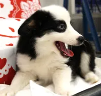 DIXIE-BLUE EYES ASDR, a female Miniature Australian Shepherd for sale in Bells, TX – Photo 2 of 8