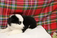 DIXIE-BLUE EYES ASDR, a female Miniature Australian Shepherd for sale in Bells, TX – Photo 8 of 8