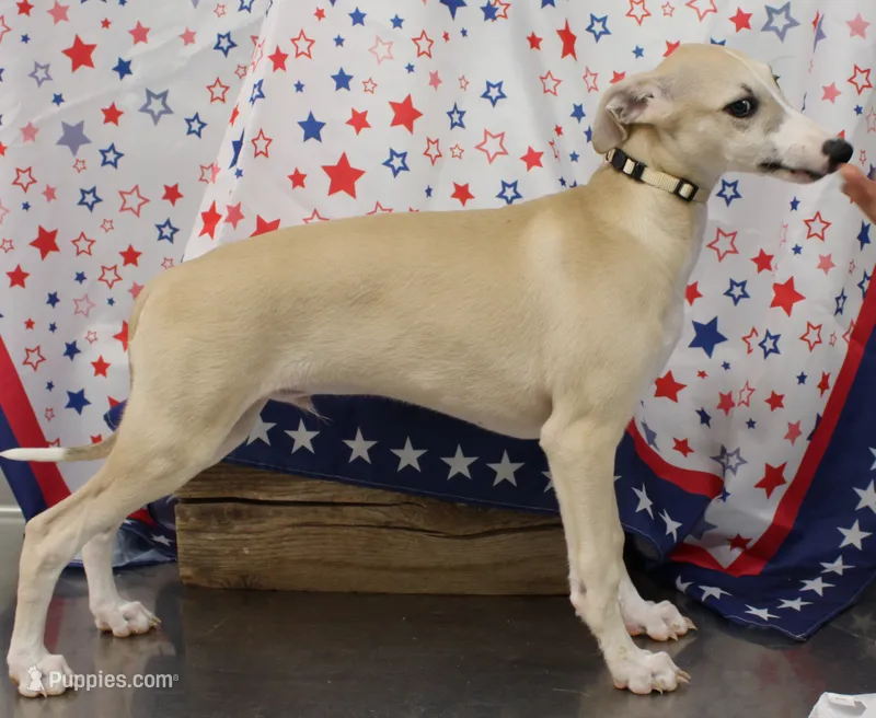 IDAHO-AKC – Whippet puppy for sale in Bells, TX