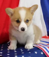 JULY-BLUE EYES , a male Pembroke Welsh Corgi for sale in Bells, TX – 7 of 10