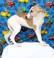 GRAHAM-WHIPPET AKC, a male Whippet for sale in Bells, TX – 8 of 9