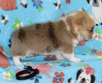 JULY-BLUE EYES , a male Pembroke Welsh Corgi for sale in Bells, TX – 2 of 5