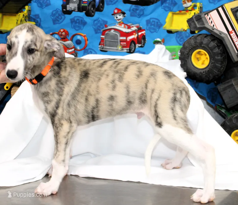 RORY-AKC – Whippet puppy for sale in Bells, TX