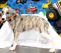 RORY-AKC, a male Whippet for sale in Bells, TX – 1 of 9