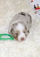 TUCKER-ASDR BLUE EYES, a female Miniature Australian Shepherd and Toy Australian Shepherd for sale in Bells, TX – 2 of 7