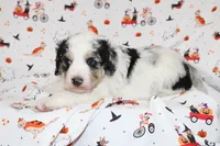 JESSIE JAMES-MINI AUSSIEDOODLE, a male Miniature Aussiedoodle for sale in Bells, TX – 6 of 7