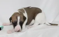 COCOA-WHIPPET AKC, a female Whippet for sale in Bells, TX – 3 of 5