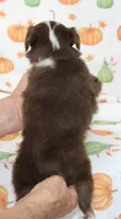 TOY TILLY-ASDR BLUE EYES, a female Miniature Australian Shepherd and Toy Australian Shepherd for sale in Bells, TX – 10 of 10