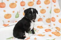 TOY AUSSIE JOSIE PEARL-ASDR, a male Toy Australian Shepherd for sale in Bells, TX – 5 of 5