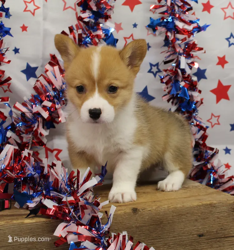 LIBERTY – Pembroke Welsh Corgi puppy for sale in Bells, TX