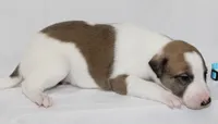GRAHAM-WHIPPET AKC, a female Whippet for sale in Bells, TX – 5 of 6