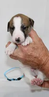 GRAHAM-WHIPPET AKC, a female Whippet for sale in Bells, TX – 3 of 6