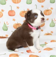 TOY PIPER-ASDR BLUE EYES, a female Miniature Australian Shepherd and Toy Australian Shepherd for sale in Bells, TX – 3 of 10