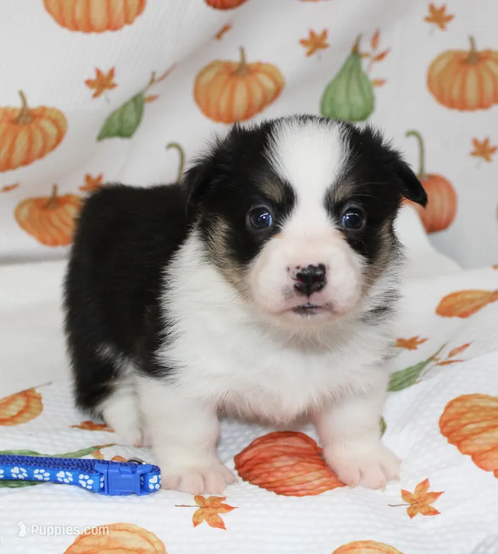 WINSTON, a female Pembroke Welsh Corgi for sale in Bells, TX – 1 of 6