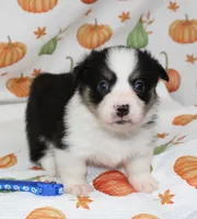 WINSTON, a female Pembroke Welsh Corgi for sale in Bells, TX – 1 of 6