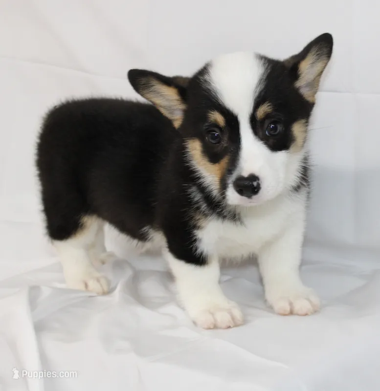 MERICA – Pembroke Welsh Corgi puppy for sale in Bells, TX