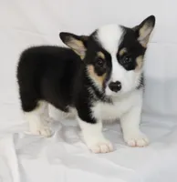 MERICA, a female Pembroke Welsh Corgi for sale in Bells, TX – 1 of 10