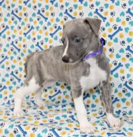 DAISY-AKC BLUE BRINDLE BLUE EYES, a female Whippet for sale in Bells, TX – 6 of 7