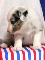 CHLOE-MINI AUSSIE  ASDR, a female Miniature Australian Shepherd for sale in Bells, TX – 3 of 6
