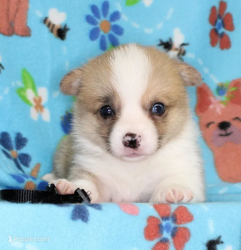 JULY-BLUE EYES  – Pembroke Welsh Corgi puppy for sale in Bells, TX