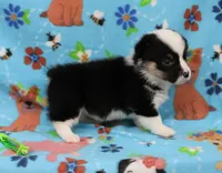 MERICA, a female Pembroke Welsh Corgi for sale in Bells, TX – 5 of 5