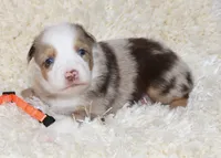 LEVI-ASDR  BLUE EYES, a male Miniature Australian Shepherd and Toy Australian Shepherd for sale in Bells, TX – 5 of 6