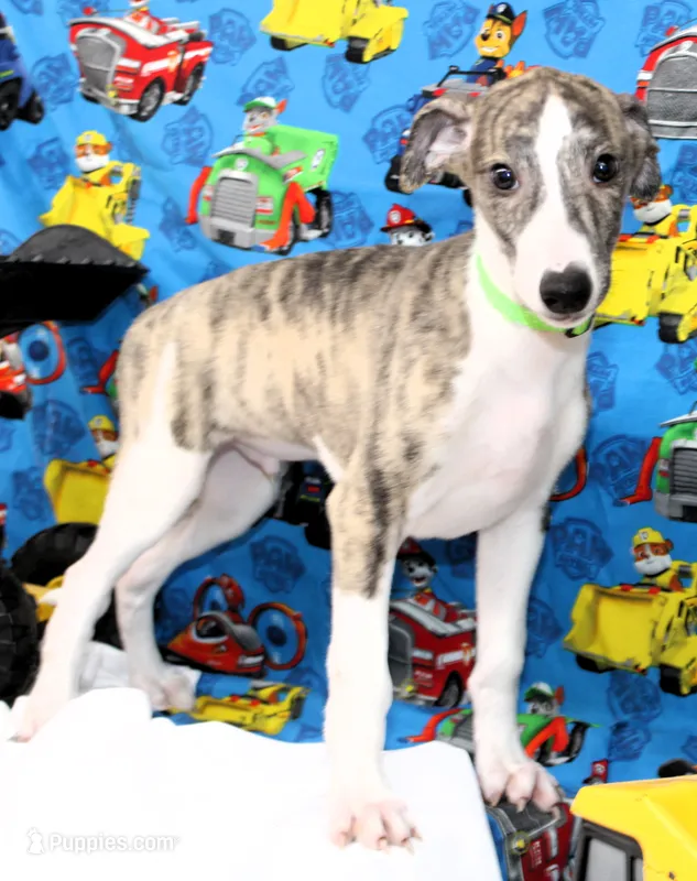 TRACE-AKC – Whippet puppy for sale in Bells, TX