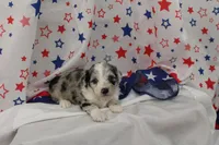 JEWEL-TOY AUSSIEDOODLE, a female Poodle - Toy  and Toy Australian Shepherd for sale in Bells, TX – 6 of 6