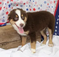 WILDER-ASDR  BLUE EYES, a male Miniature Australian Shepherd for sale in Bells, TX – 2 of 9