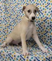 IDAHO-AKC, a male Whippet for sale in Bells, TX – Photo 3 of 7