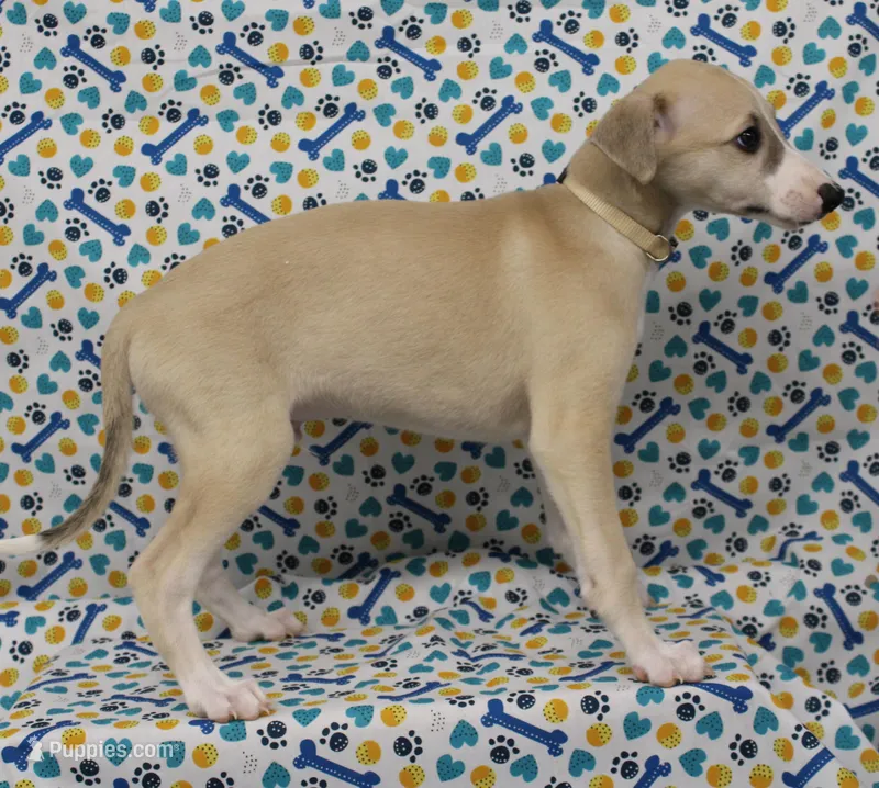 IDAHO-AKC – Whippet puppy for sale in Bells, TX