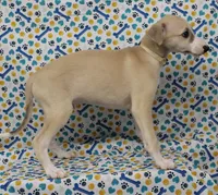 IDAHO-AKC, a male Whippet for sale in Bells, TX – Photo 1 of 7