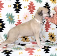 IDAHO-AKC, a male Whippet for sale in Bells, TX – Photo 1 of 3