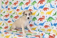 IDAHO-AKC, a male Whippet for sale in Bells, TX – Photo 6 of 7
