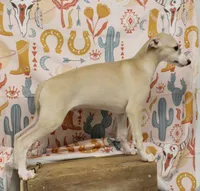 IDAHO-AKC, a male Whippet for sale in Bells, TX – 4 of 8