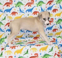 IDAHO-AKC, a male Whippet for sale in Bells, TX – Photo 7 of 7