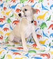 IDAHO-AKC, a male Whippet for sale in Bells, TX – Photo 5 of 7