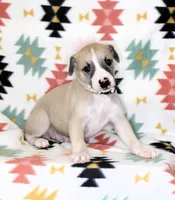 IDAHO-AKC, a male Whippet for sale in Bells, TX – Photo 3 of 3
