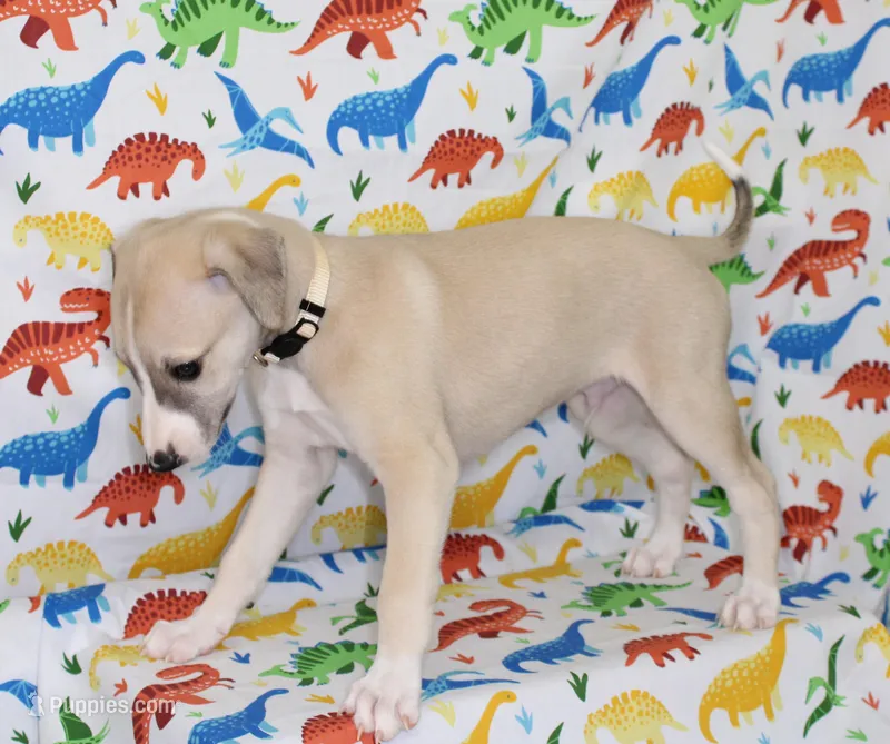 IDAHO-AKC – Whippet puppy for sale in Bells, TX