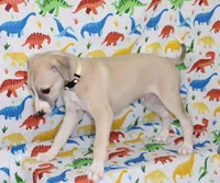 IDAHO-AKC, a male Whippet for sale in Bells, TX – Photo 4 of 7