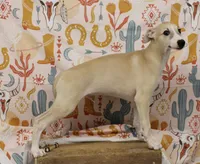IDAHO-AKC, a male Whippet for sale in Bells, TX – 3 of 8