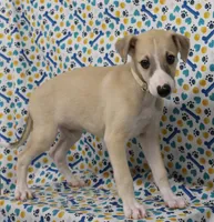 IDAHO-AKC, a male Whippet for sale in Bells, TX – Photo 2 of 7