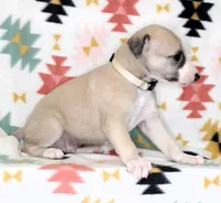 IDAHO-AKC, a male Whippet for sale in Bells, TX – Photo 2 of 3