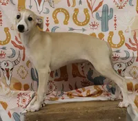 IDAHO-AKC, a male Whippet for sale in Bells, TX – 1 of 8