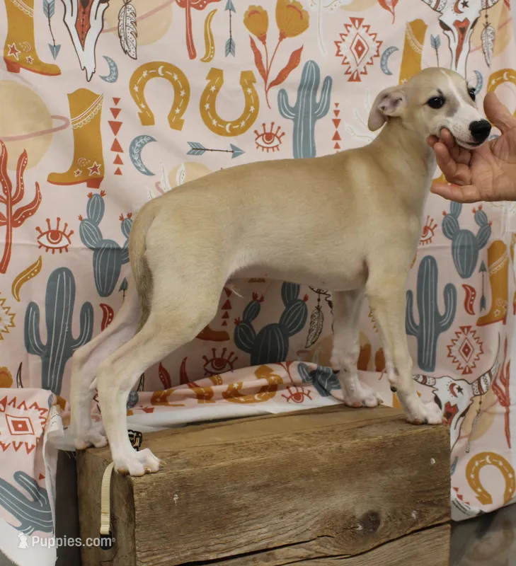 IDAHO-AKC – Whippet puppy for sale in Bells, TX