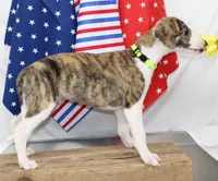 ZUKE-AKC, a male Whippet for sale in Bells, TX – 10 of 10