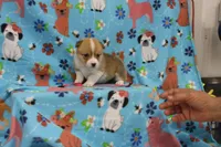 LIBERTY, a female Pembroke Welsh Corgi for sale in Bells, TX – 2 of 5