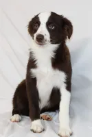 BOONE-TOY ASDR VACCINATIONS COMPLETE, a male Toy Australian Shepherd for sale in Bells, TX – 2 of 8